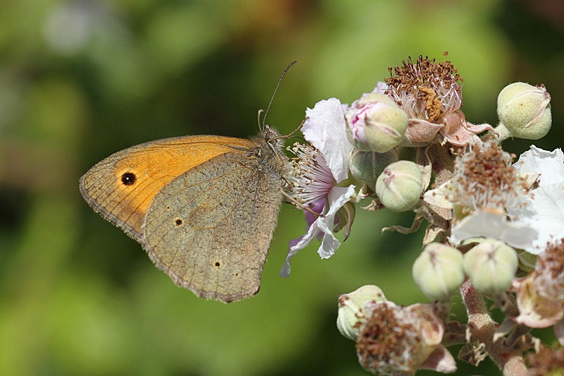 Gatekeeper by Mick Dryden
