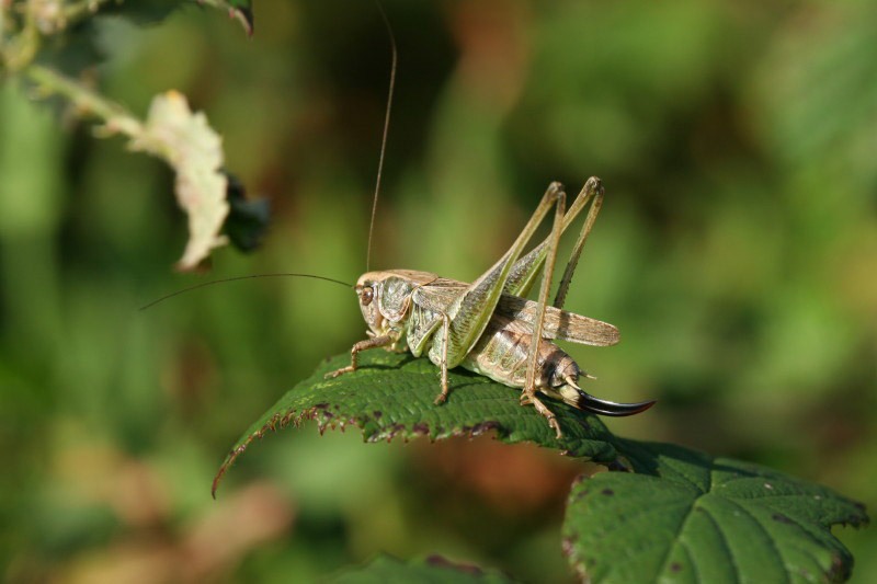 Grey Bush Cricket by Richard Perchard