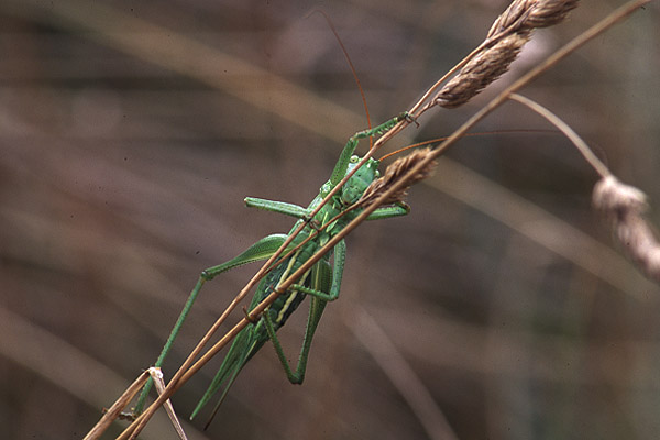 Great Green Bushcricket by Richard Perchard