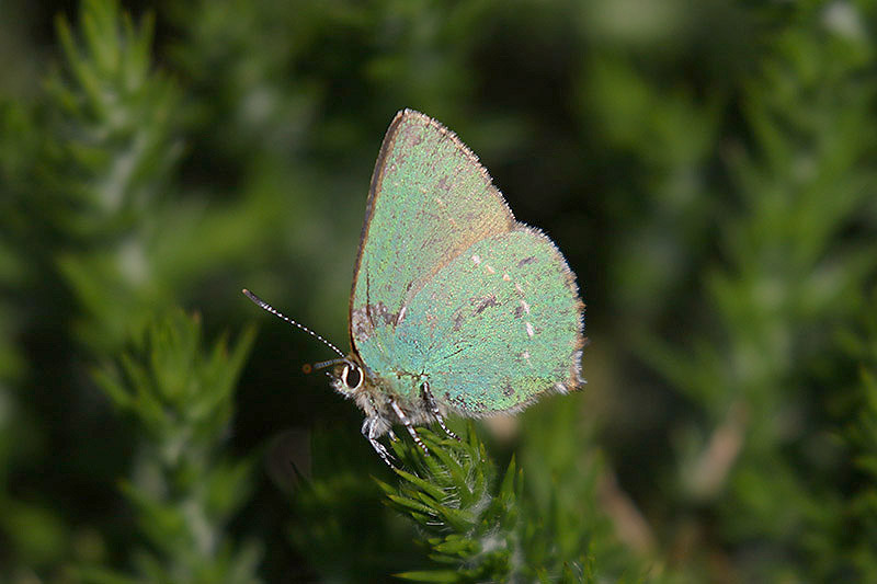 Green Hairstreak by Mick Dryden