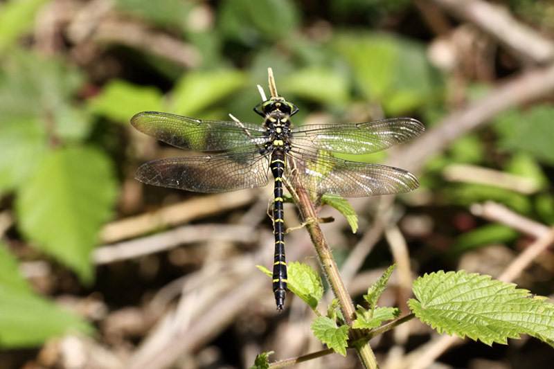 Golden-ringed Dragonfly by Richard Perchard