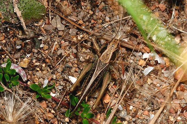 Grey Bush Cricket by Richard Perchard