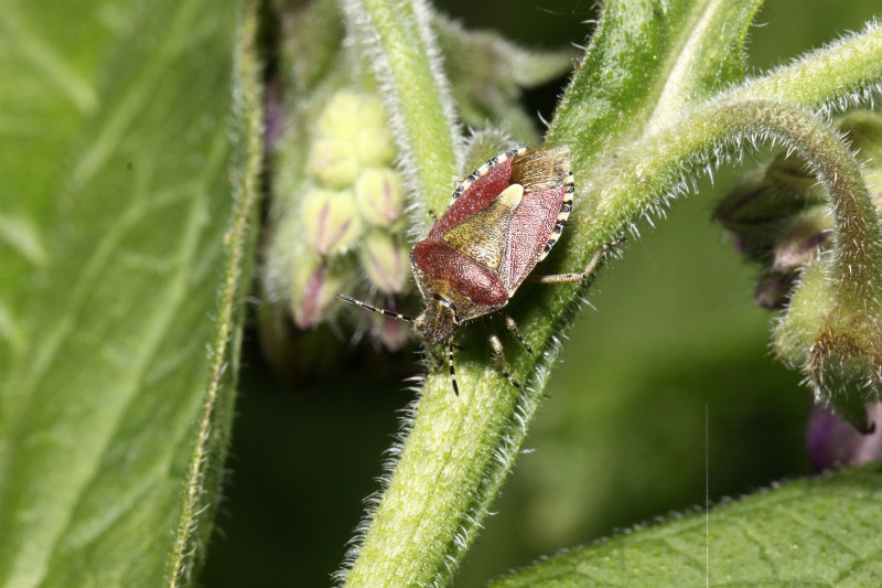 Hairy Shieldbug by Richard Perchard