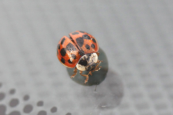 Harlequin Ladybird by Mick Dryden