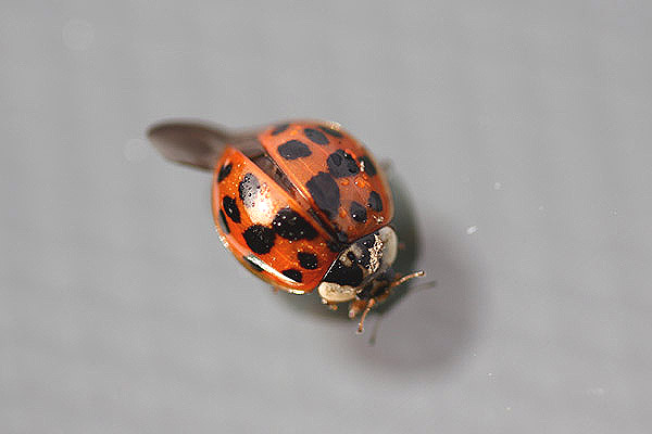 Harlequin Ladybird by Mick Dryden