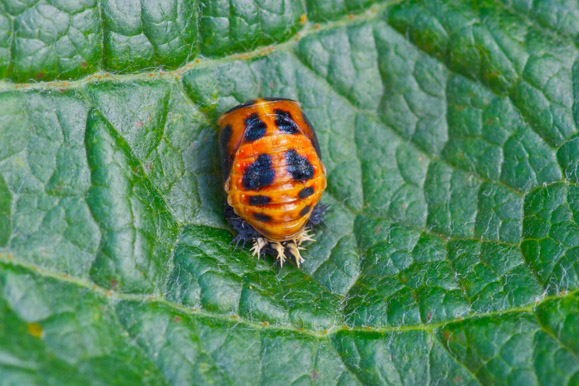 Harlequin Ladybird by John de Carteret