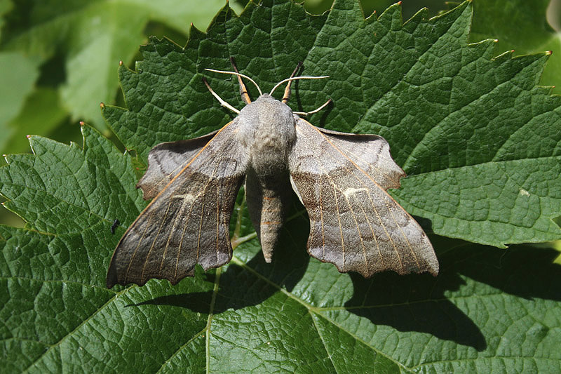 Poplar Hawkmoth by Mick Dryden