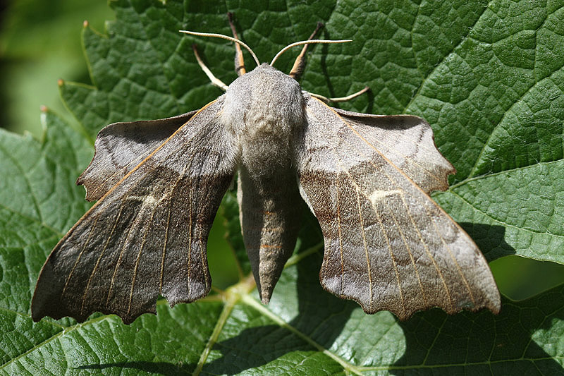 Poplar Hawkmoth by Mick Dryden