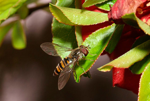 Hover Fly by Richard Perchard