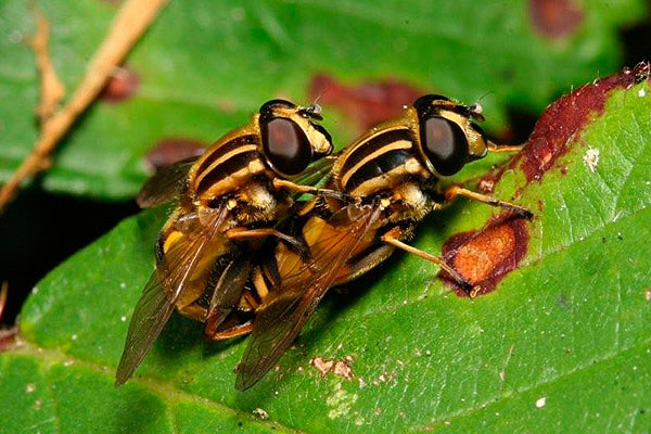 Helophilus pendulus by Richard Perchard