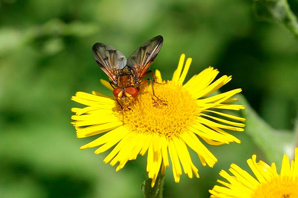 Tachinid Fly (Ectophasia crassipennis) by Richard Perchard