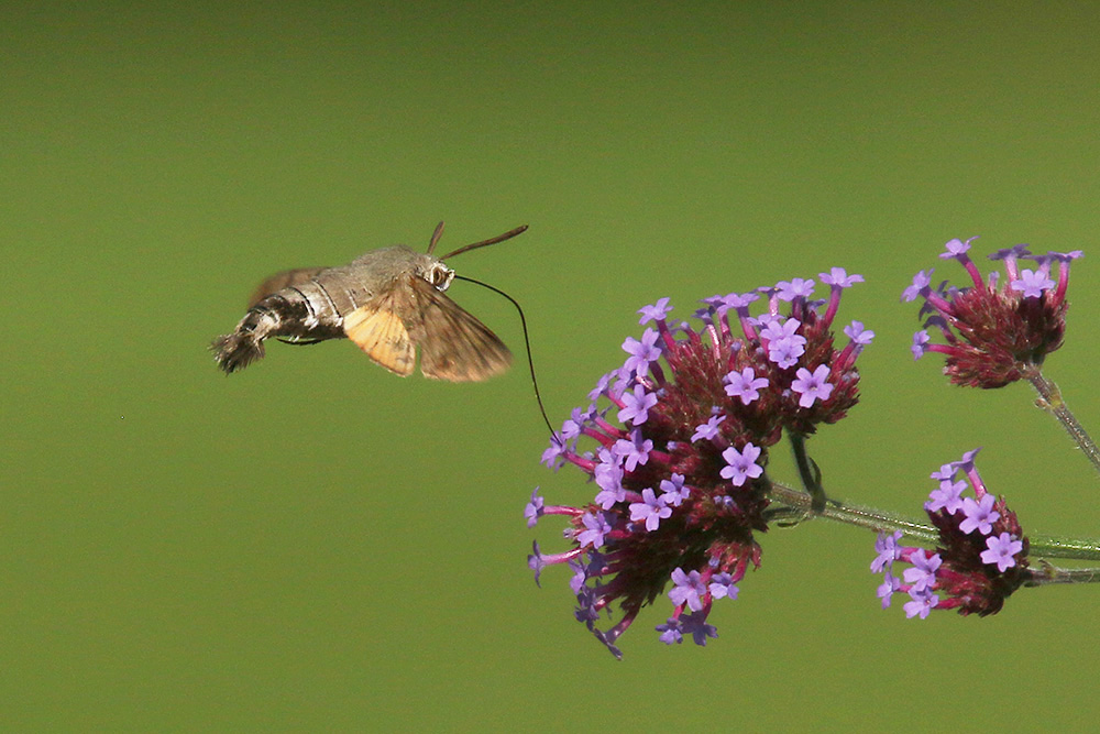 Hummingbird Hawkmoth by Mick Dryden