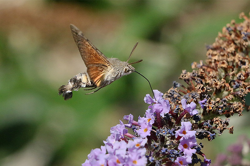 Hummingbird Hawk Moth by Mick Dryden