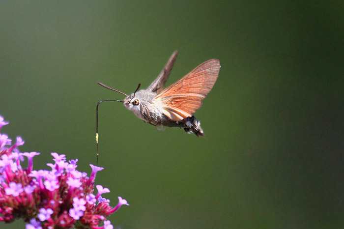 Hummingbird Hawkmoth by Mick Dryden