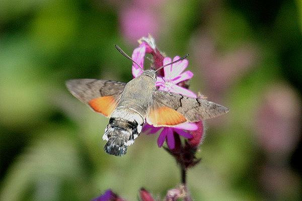 Hummingbird Hawkmoth by Mick Dryden