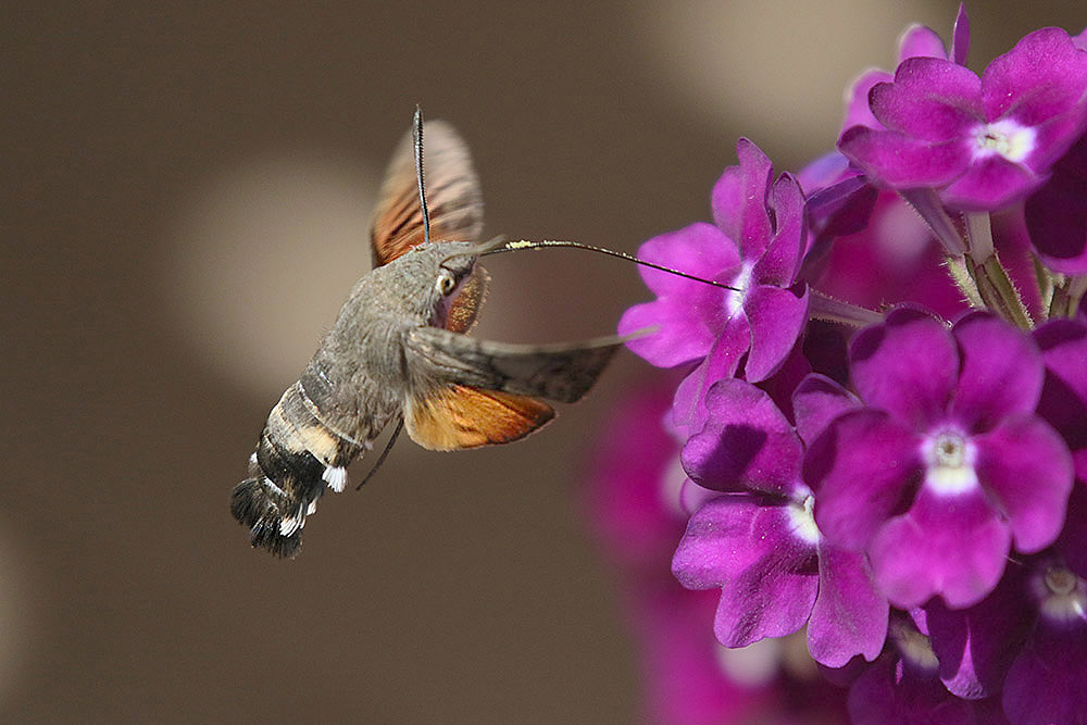 Hummingbird Hawkmoth by Mick Dryden