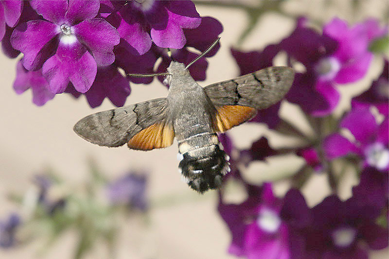 Hummingbird Hawkmoth by Mick Dryden