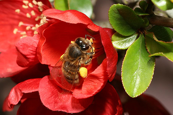 Honey Bee by Richard Perchard