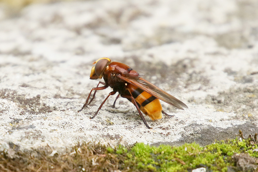 Hoverfly by Mick Dryden