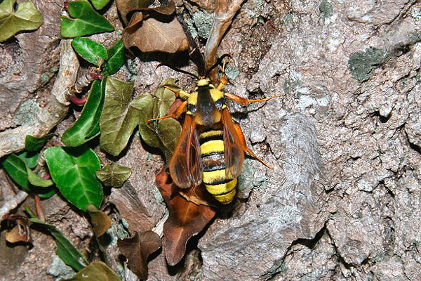 Hornet Moth by Richard Perchard