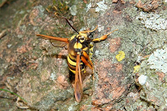 Hornet Moth by Richard Perchard