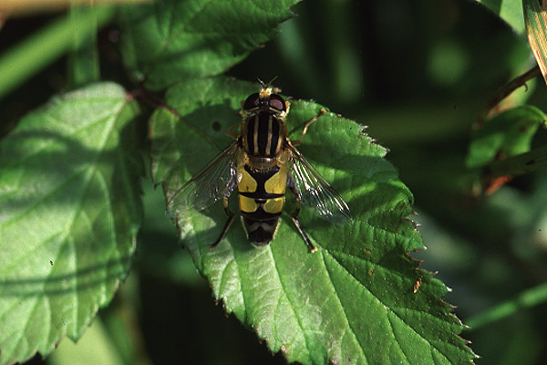 Helophilus pendulus by Richard Perchard