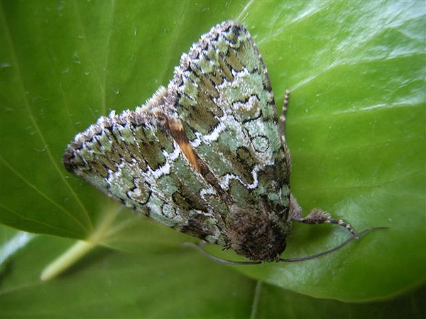 Guernsey Underwing by Roger Long