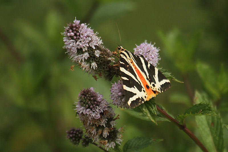 Jersey Tiger by Mick Dryden