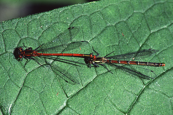 Large Red Damselfly by Richard Perchard