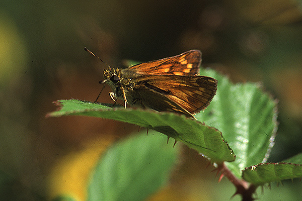 Large Skipper by Richard Perchard