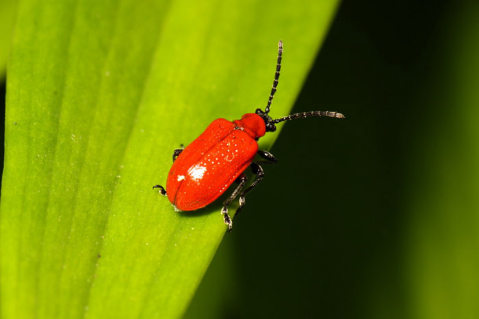 Lily Leaf Beetle by Richard Perchard