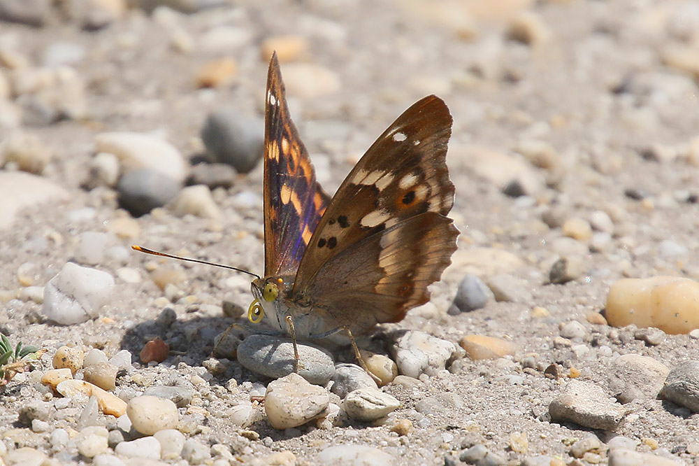 Lesser Purple Emperor by Mick Dryden