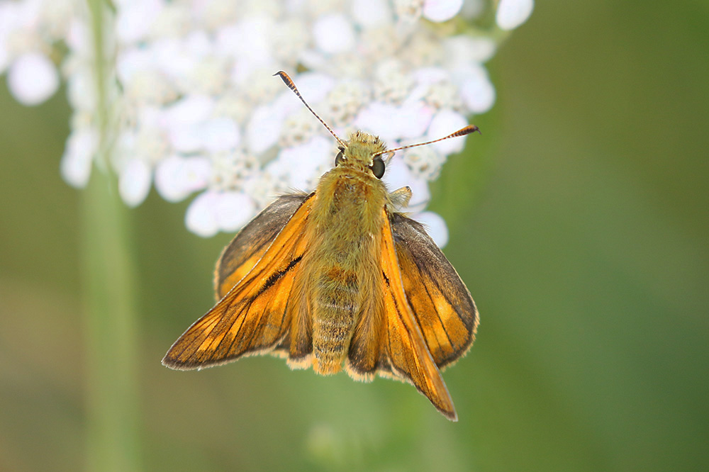 Large Skipper by Mick Dryden