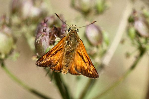 Large Skipper by Mick Dryden