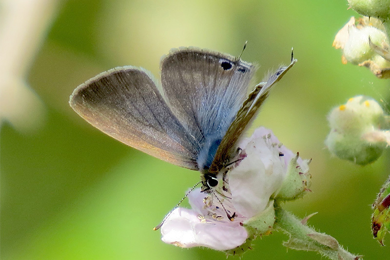 Long-tailed Blue by Alan Gicquel