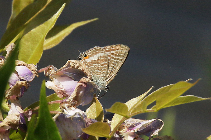 Long-tailed Blue by Mick Dryden