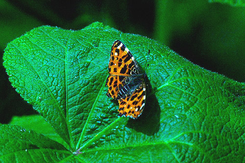 Map butterfly by Alastair Best