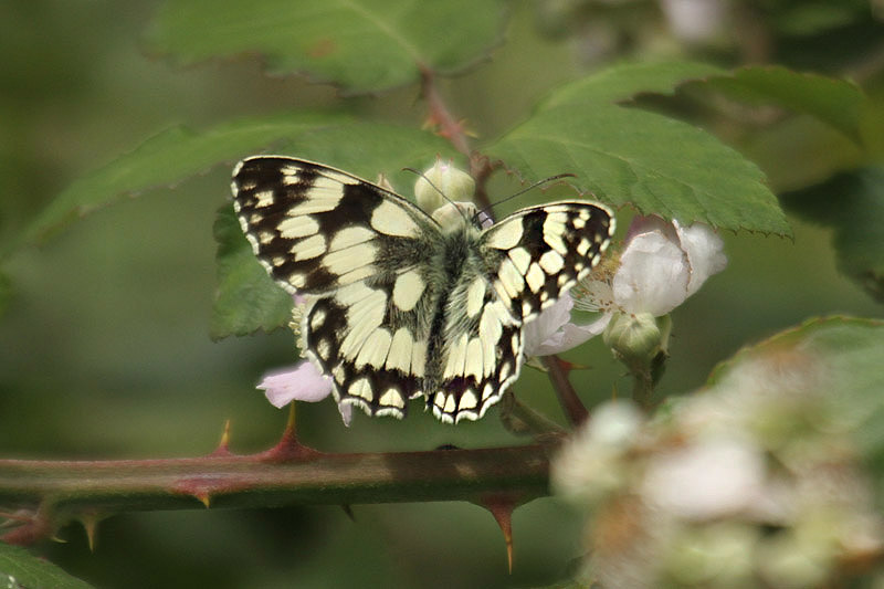 Marbled White by Mick Dryden