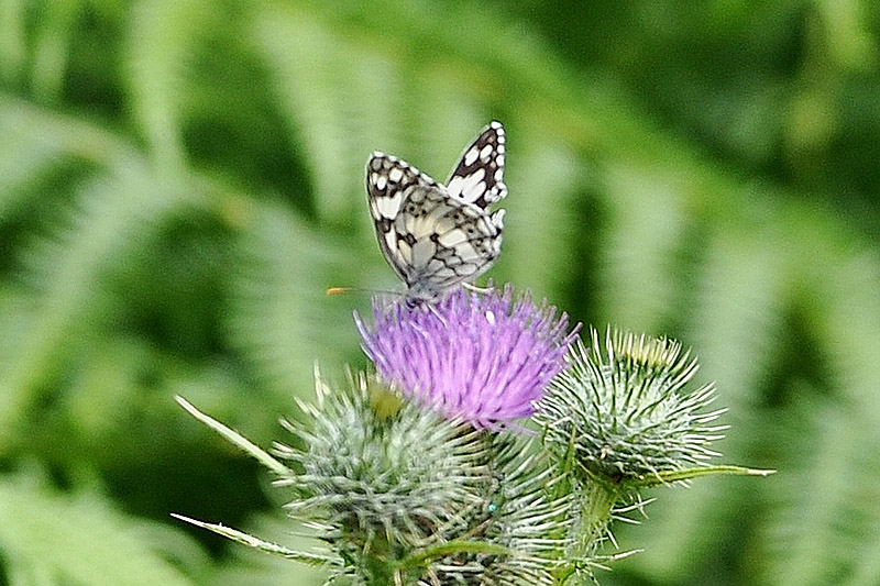 Marbled White by Alan Gicquel