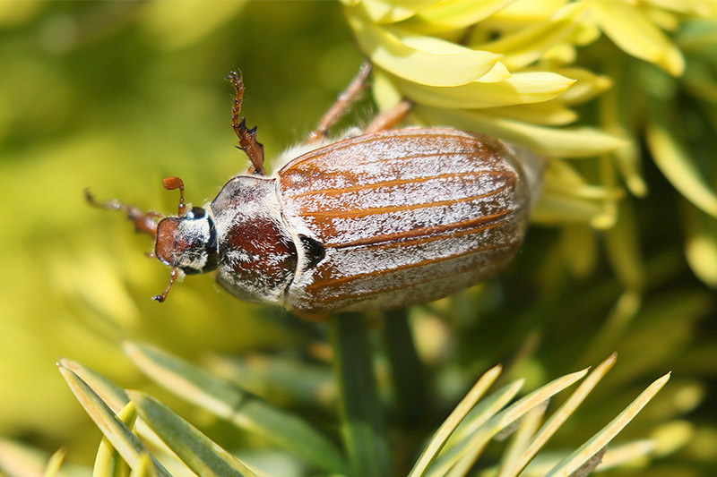 Cockchafer by Mick Dryden