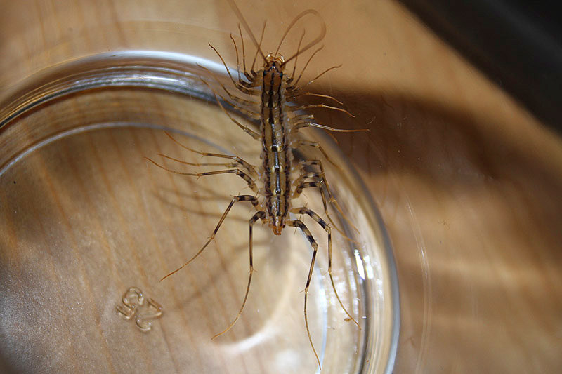 House Centipede by Mick Dryden