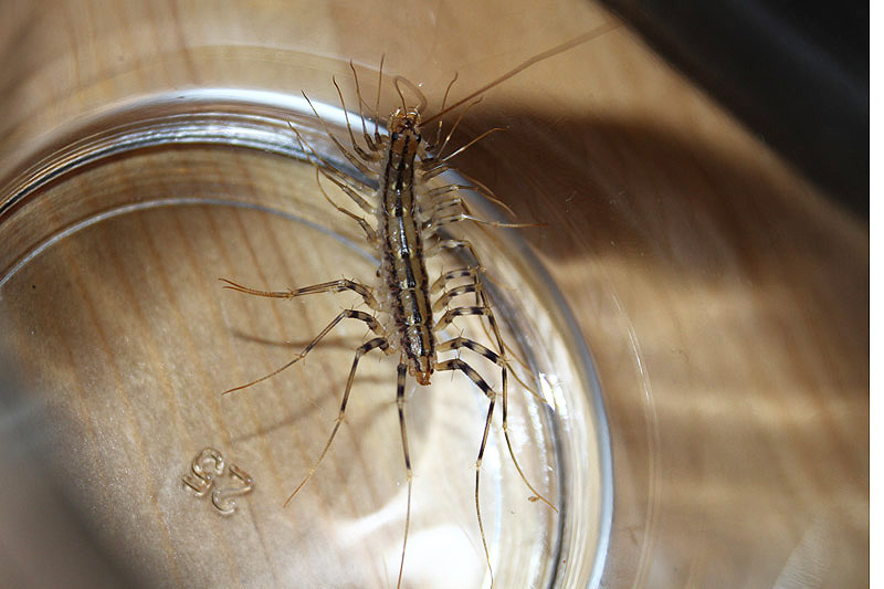 House Centipede by Mick Dryden