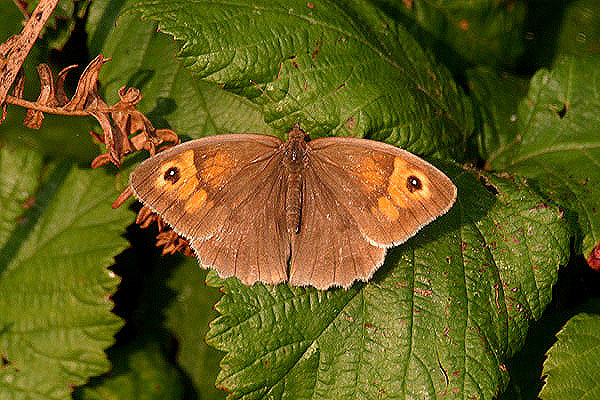 Meadow Brown by Mick Dryden