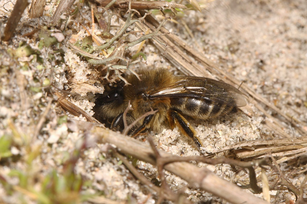 Mining Bee by Richard Perchard