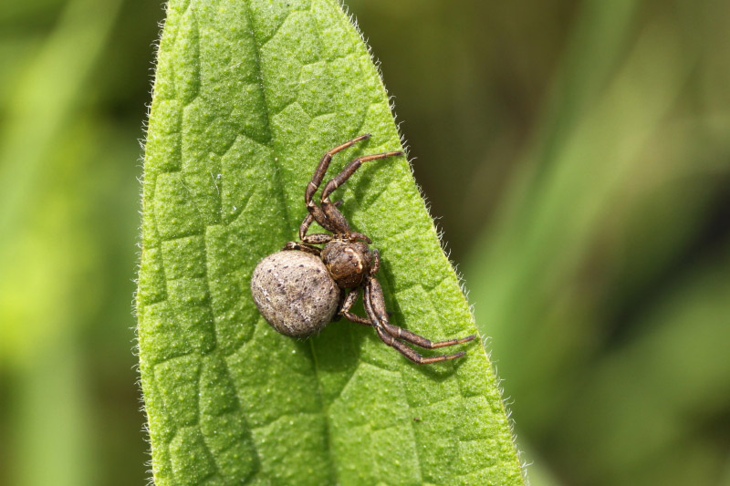 Spider by Richard Perchard