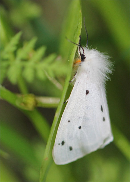 Muslin Moth by Vikki Robertson