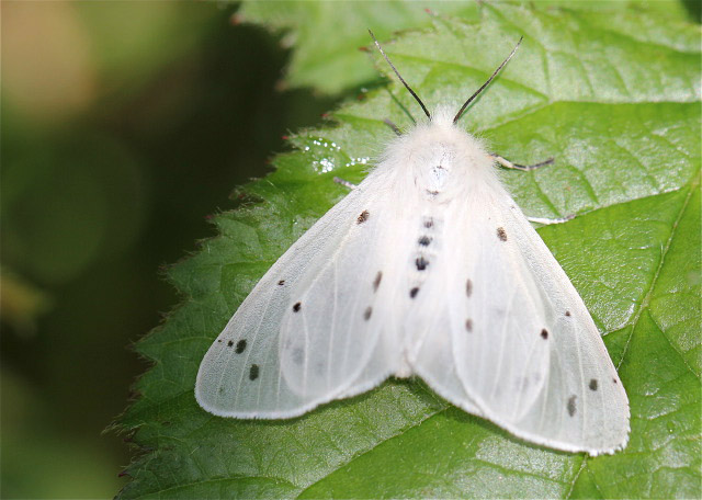 Muslin Moth by Vikki Robertson