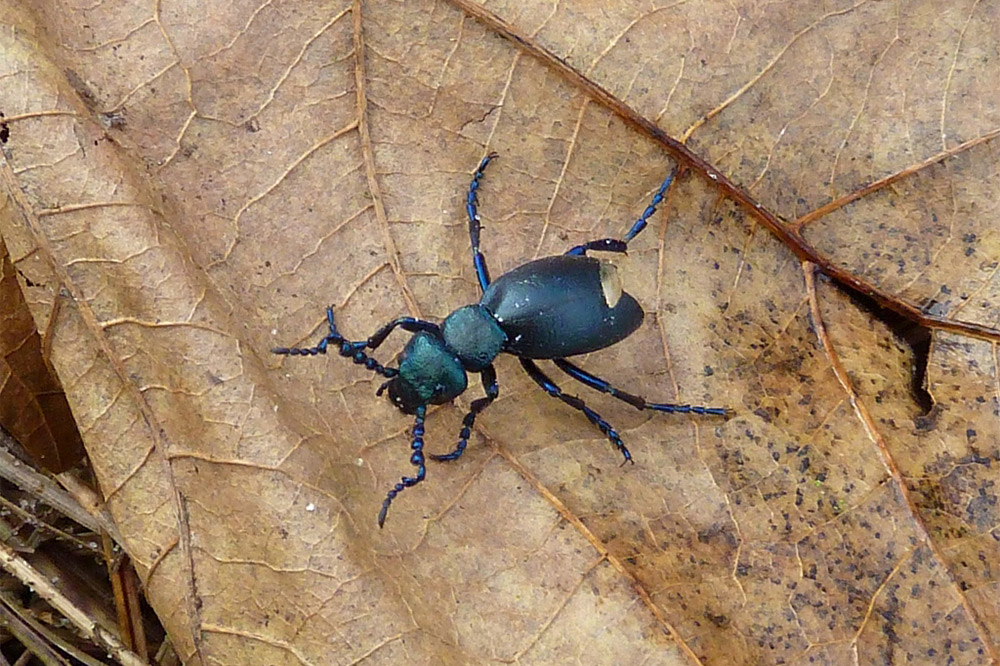 Oil Beetle by Richard Perchard