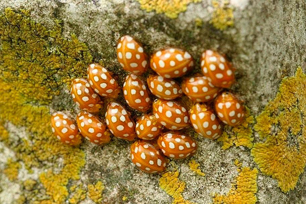 Orange Ladybird by Richard perchard