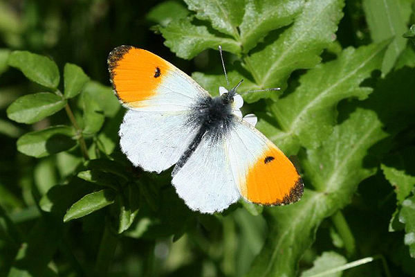 Orange-tip by Richard Perchard